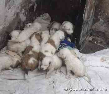 Des chiots affamés saisis dans un squat de Nice, des associations portent plainte
