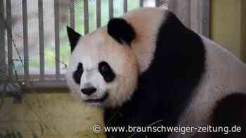 Nervosität in Frankreich vor Geburt von Panda-Zwillingen