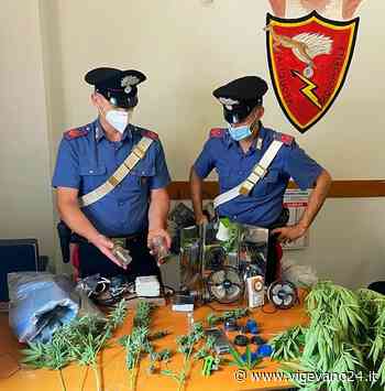 Cava Manara: serra di marijuana artigianale a domicilio, denuciata una coppia - Vigevano24.it