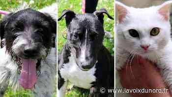 Arras : ils vous attendent à la SPA - La Voix du Nord