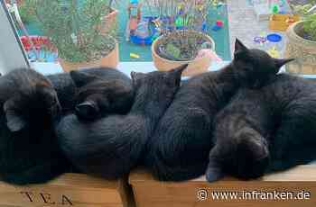 Ungewöhnliches Fell: Katzen-Babys aus dem Tierheim Bamberg suchen Zuhause