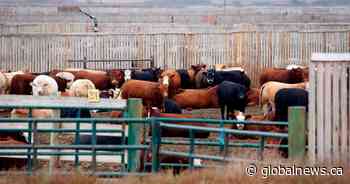USask adds chair to research relationship between cattle and crops