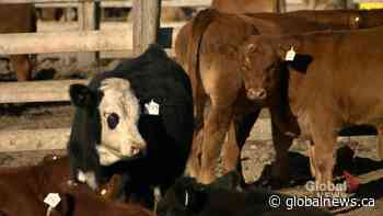 USask adds chair to research the relationship between cattle and crops