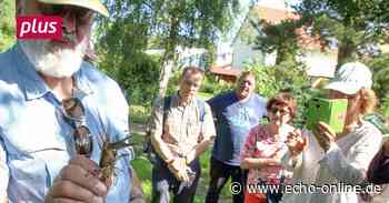 Trebur: Eingewanderte Krebse und die Folgen fürs Ökosystem - Echo Online