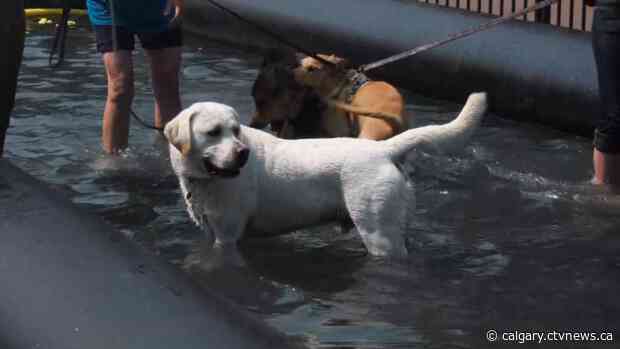 A dog’s day at Pet-A-Palooza, celebrating canine companions