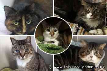 Five cats in Lewisham that are looking for new homes