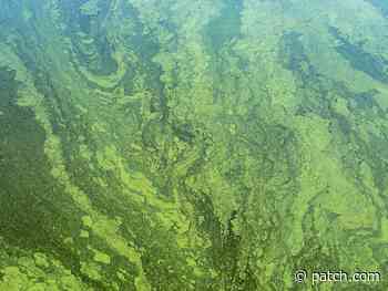Officials Warn Of Blue-Green Algae Bloom At Warwick Pond - Patch.com
