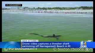 Thresher Shark Swims Near Shore At Narragansett Beach In Rhode Island - CBS Boston