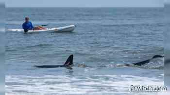 Rhode Island beach temporarily closed to swimmers after confirmed thresher shark sighting - Boston News, Weather, Sports | WHDH 7News