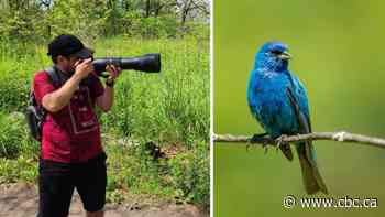 How birding's pandemic popularity is expanding data collection for science