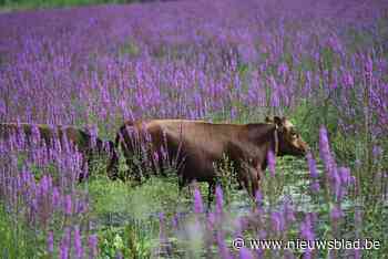 Bleukensweide kleurt paars