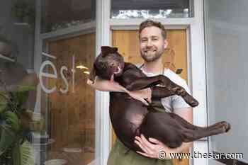 A Toronto chef creates gourmet dishes for his chocolate Lab - Toronto Star