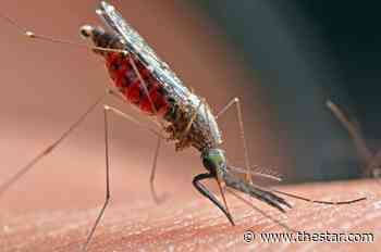 Toronto and Peel Public Health issue public warning following West Nile virus find - Toronto Star