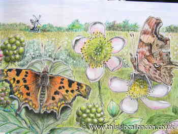Bramble blossom bumble bees and butterflies