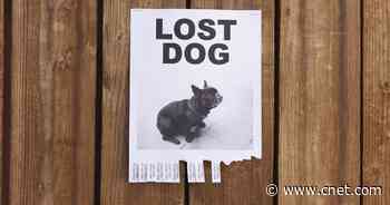 Pet disaster prep: How to keep animals safe during a wildfire evacuation     - CNET