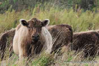 Wandelen tussen grazers Grenspark