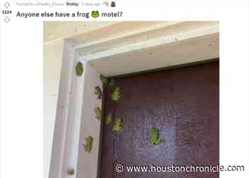 Houston: Notice an uptick in green tree frogs? You're not imagining it. Here's why - Houston Chronicle