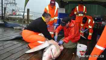 Nova Scotia's shark derbies: Outdated or essential research tool?