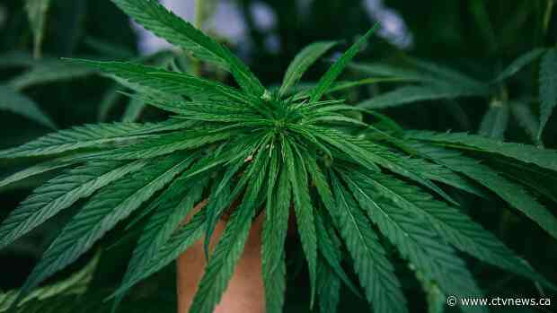 Hemp having a moment as farmers try to grow niche crop into $1-billion industry