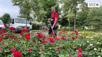 Service-Partner für Parchim: Kampf gegen den Müll kostet immer mehr Zeit bei der Grünpflege | svz.de - svz – Schweriner Volkszeitung
