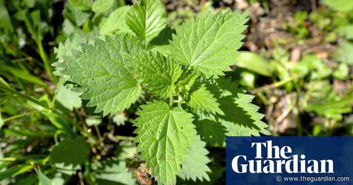 Nettles are hard to grasp out of season | Brief letters