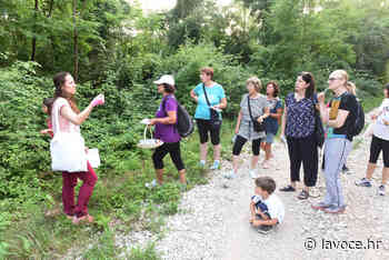 Istria. Un prato di erbe curative - LaVoce del popolo