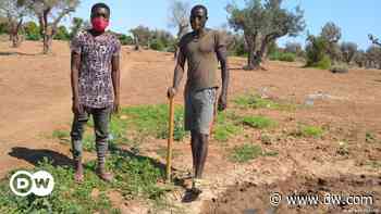 Opinion: Small farms are the future of food systems - DW (English)