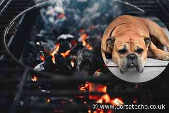 Vet's column on the danger of dogs eating barbecue food - Dorset Echo
