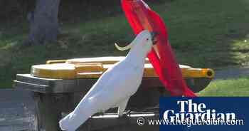 Cockatoos in Sydney learning from each other to bin-dive for food, study finds - The Guardian