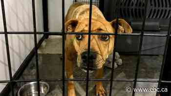 Some animal rescues warn pet surrenders are rising as pre-pandemic life returns