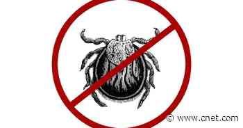 Tick cases are on the rise: What to know about checking your dog     - CNET