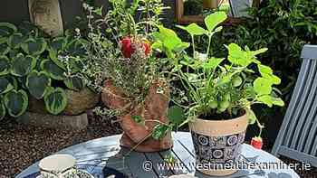 Gourmet Gardener: Setting a summer table - Westmeath Examiner