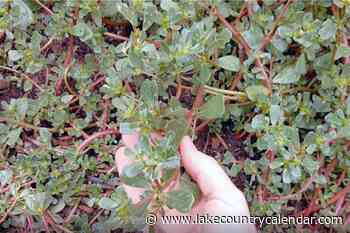 A Gardener's Diary: Skip the weed killer, eat this one – Lake Country Calendar - Lake Country Calendar