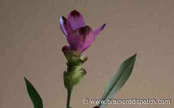 Ask the Master Gardener: Curcuma plants can offer a spectacular display - Brainerd Dispatch