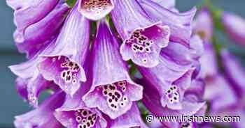 Casual Gardener: Pretty plants that pack poison - The Irish News - The Irish News