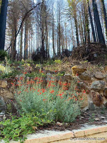 How plants survive through the heat - San Lorenzo Valley Press-Banner