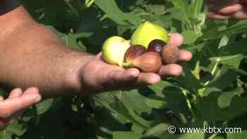 Weekend Gardener: Time to give figs another try - KBTX