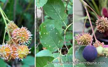 Ask a Master Gardener: Weird spikes on berries are caused by fungus - Duluth News Tribune