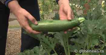 Alberta program aims to prevent garden food waste
