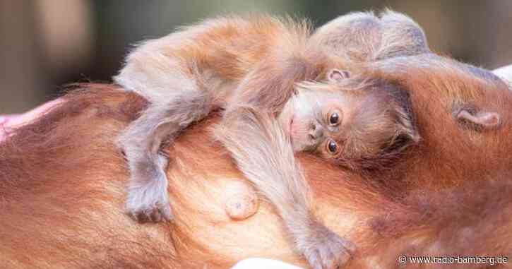 Orang-Utan-Baby in israelischem Zoo geboren