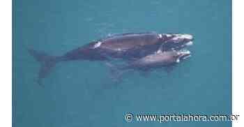 Imbituba em Poesias: mais ilustre visitante da região, Baleia Franca Austral é homenageada em belos versos por Aires Júnior em seu livro - Portal AHora