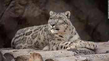A rare snow leopard at the San Diego Zoo has tested positive for coronavirus - CNN