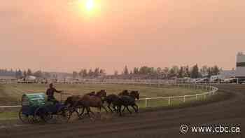 Horse put down after chuckwagon accident in Red Deer
