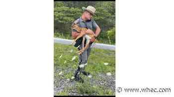 New York State Trooper rescues stranded fawn