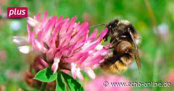 Es soll blühen und brummen in Heppenheim - Echo Online