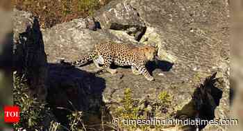 Toddler snatched away by leopard from front yard, search on, forest dept says leopards attacking on human - Times of India