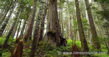 The Mother Tree: A journey to finding out what makes the forest tick - Times Colonist