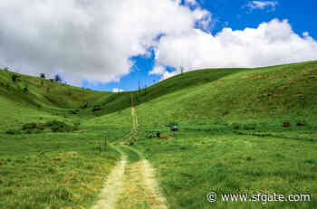 A Hawaii hike in one of the most endangered forest types on Earth features 5,000-year-old lava flows - SF Gate
