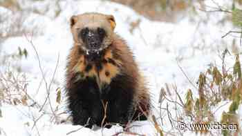 Scientists fear for wildlife in Ontario's boreal forest as wildfires get more frequent and intense - CBC.ca