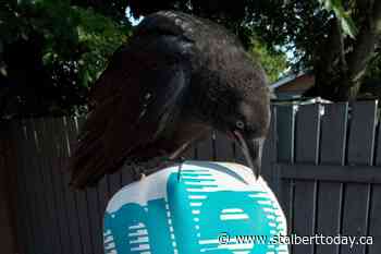 Baby crow bonds with Forest Lawn resident - St. Albert Today